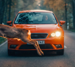 Reh auf der Fahrbahn vor einem Auto bei Dämmerung