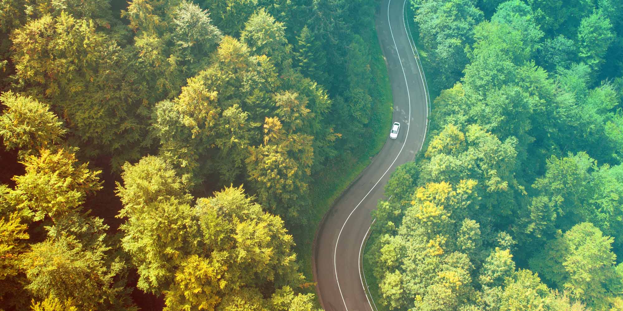 Auto auf einer Straße im Wald