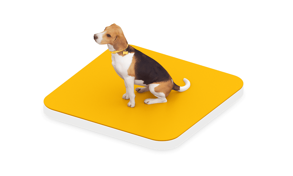 Hund auf orangener Bühne